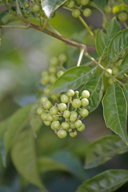 Rauvolfia tetraphylla