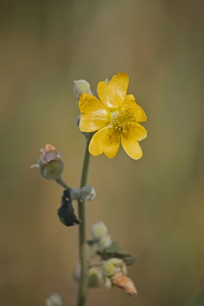 Malva irregular, Abutilon pannosum — Foto de Stock