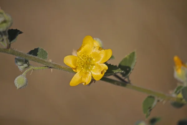 Ragged Mallow, Abutilon pannosum — Stock Photo, Image