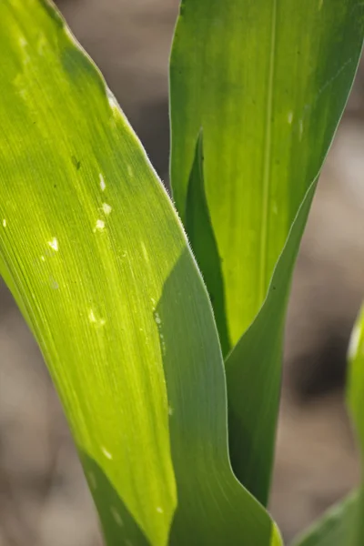 Cultivo de maíz — Foto de Stock