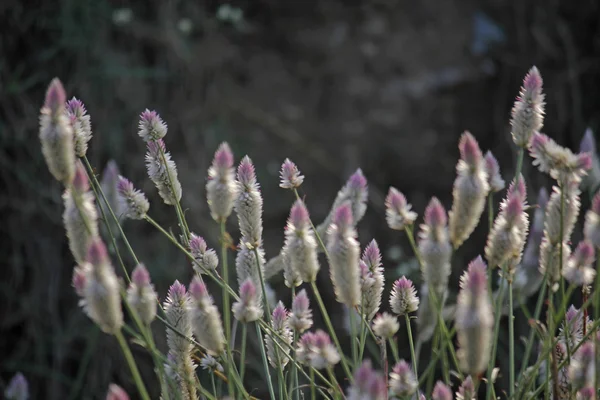 Celosia Argentea flowers, Silver Cockscomb, Flamingo Feathers, W — Stock Photo, Image