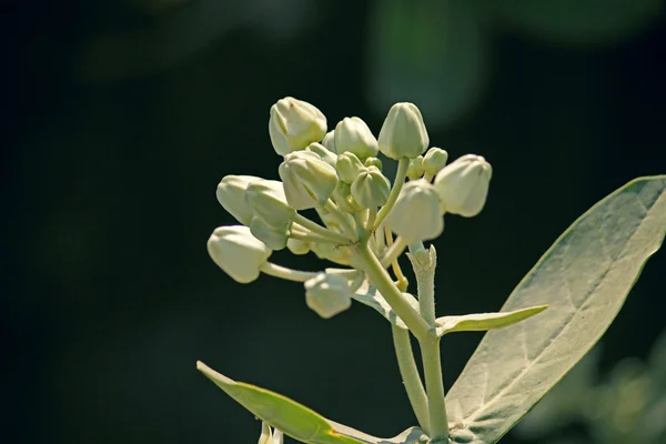 Calotropis gigantea, fiore della corona — Foto Stock