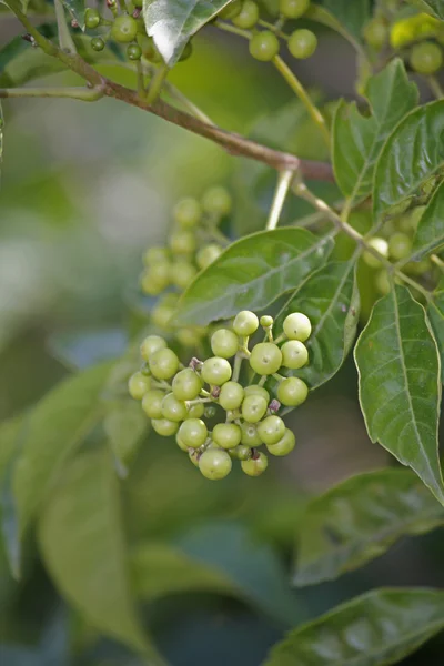 Rauvolfia tetraphylla — Stockfoto