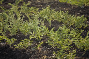 alan cicer arietinum m