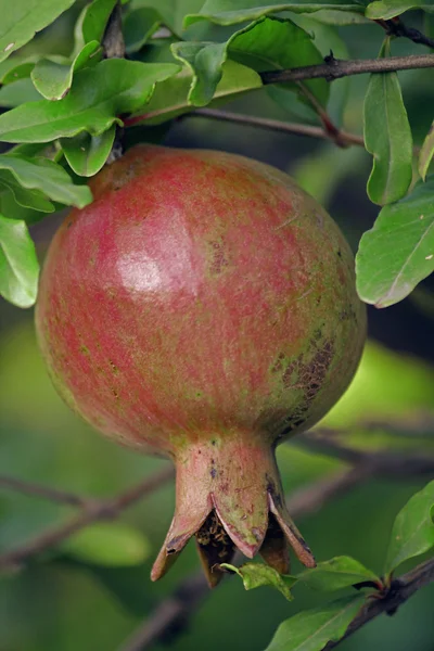 Granada, Punica granatum L., Punica granatum — Foto de Stock