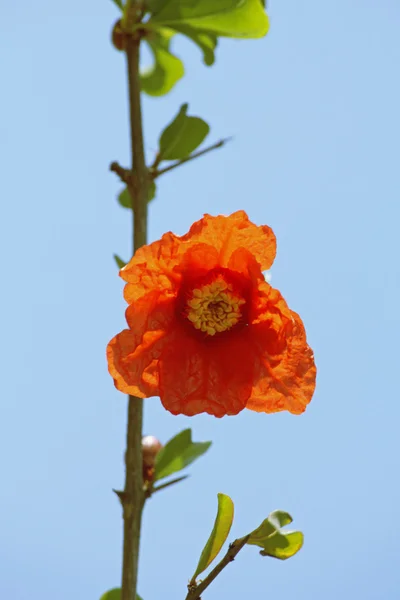 Λουλούδι του ροδιού, ρόδι Punica granatum L. — Φωτογραφία Αρχείου