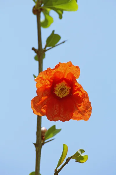 Flor de romã, Punica granatum L., Punica granatum — Fotografia de Stock