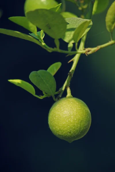 Citroen, C. limon — Stockfoto