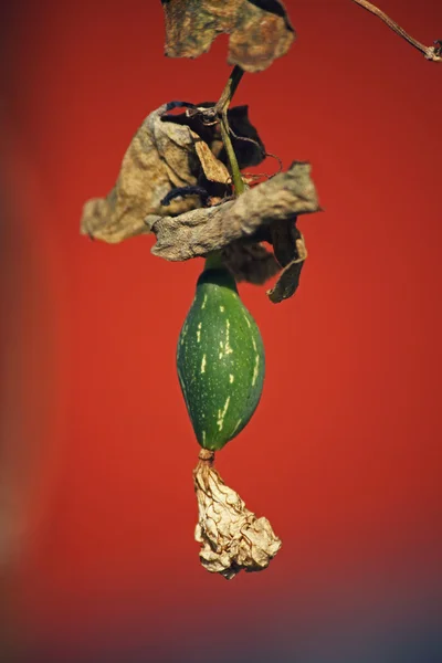 红瓜籼，Cephalandra 籼常春藤葫芦瓜， — 图库照片