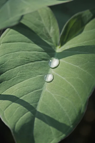 Hojas de Taro, Colocasia esculenta — Foto de Stock