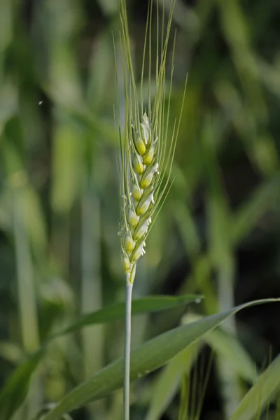 Bir alandaki genç buğday kırpma — Stok fotoğraf