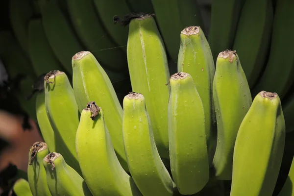 Gröna frukter av banan — Stockfoto