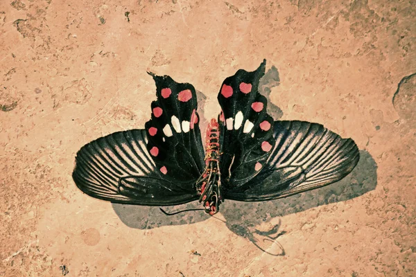 Le Mormon commun, Papilio polytes est une espèce commune de swallo — Photo