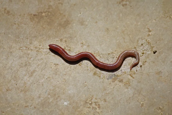 Earthworm — Stock Photo, Image