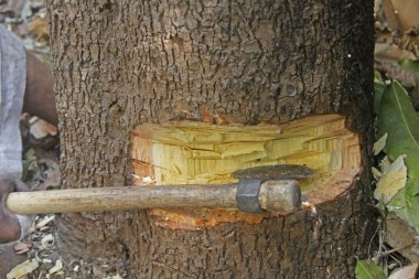 Balta ile kesme ağacı