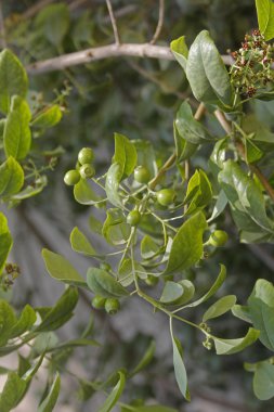 pterocarpus santalinus, kırmızı sandal ağacı meyve