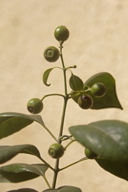 pterocarpus santalinus, kırmızı sandal ağacı meyve