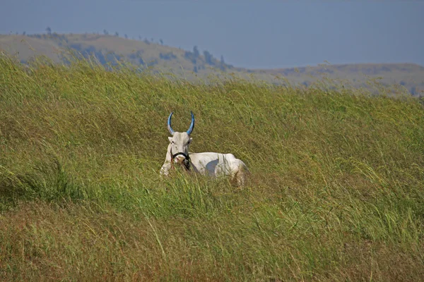 Resting Bull — Stock Photo, Image