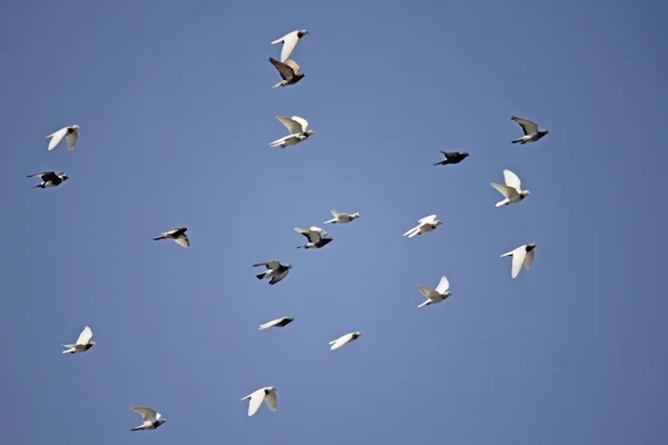 Duvor och duvor i flykten — Stockfoto