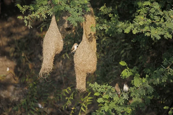 Nidos de aves tejedoras . — Foto de Stock