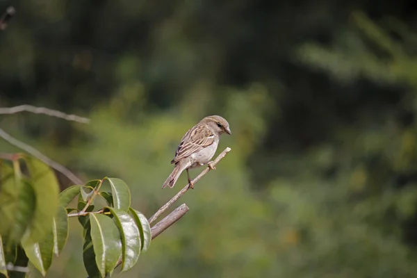 House sparrow, passer domesticus — Stok fotoğraf