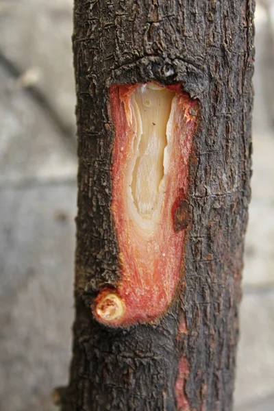 Tree trunk bark of Pterocarpus santalinus, Red Sandalwood — Stock Photo, Image