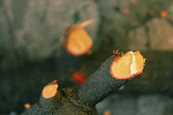 Sección de tronco de árbol de Pterocarpus santalinus, sándalo rojo —  Fotos de Stock