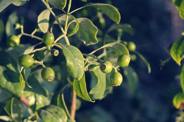 Frukterna av pterocarpus santalinus, rött sandelträ — Stockfoto