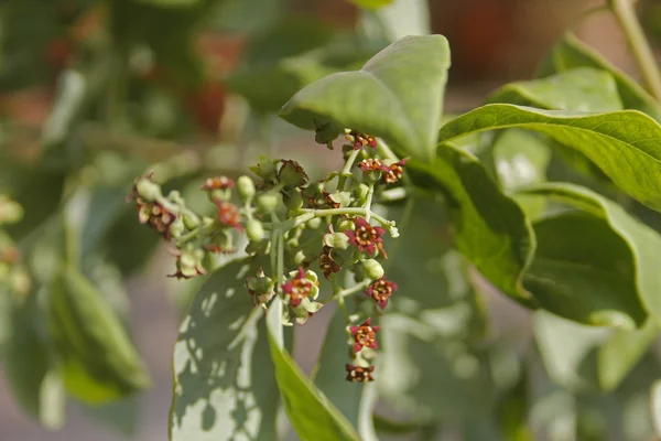 Pterocarpus santalinus, vörös szantálfa — Stock Fotó