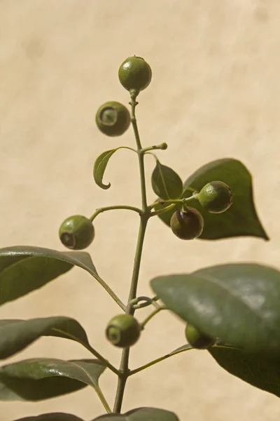 Plody santalového dřeva pterocarpus santalinus, červená — Stock fotografie