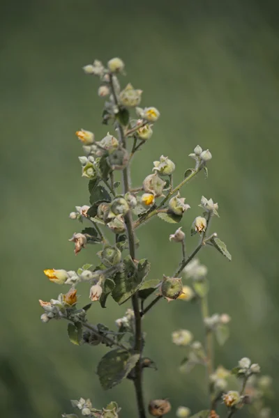 Ragged Mallow, Abutilon pannosum — Stockfoto