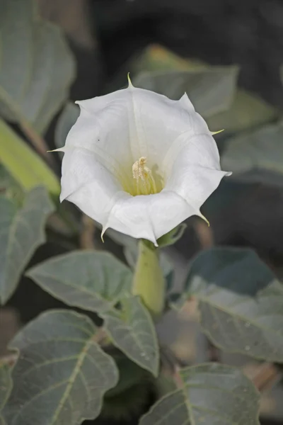 Datura innoxia — Foto de Stock