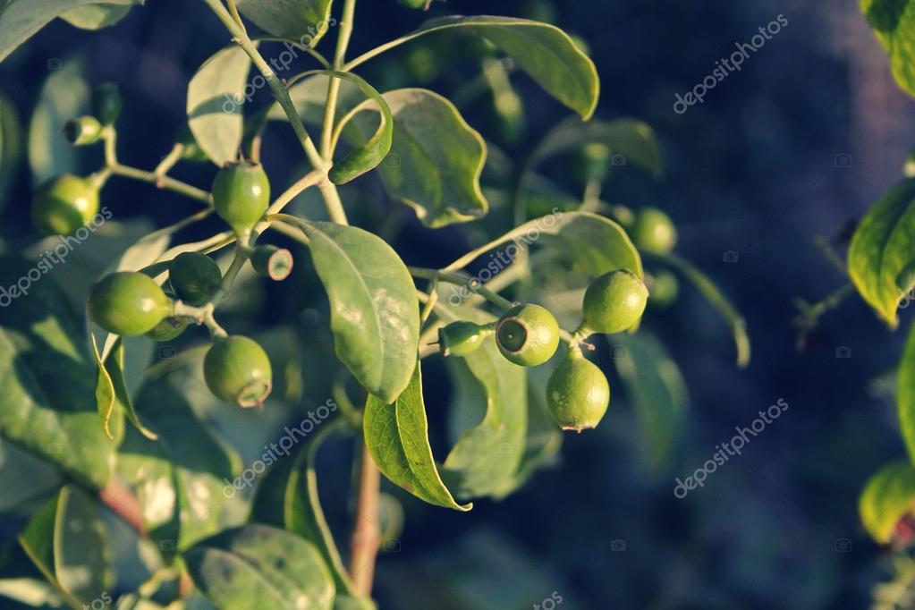 Fruits Of Pterocarpus Santalinus Red Sandalwood Stock Photo By C Yogesh More Fruits Of Pterocarpus Santalinus Red Sandalwood Stock Photo By C Yogesh More