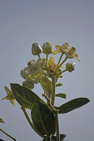 Calotropis gigantea, 왕관 꽃 — 스톡 사진