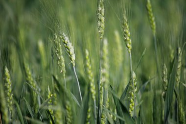 Bir alandaki genç buğday kırpma 