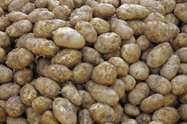 Çiğ patates, Solanum tuberosum L