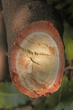 Pterocarpus santalinus, kırmızı sandal ağacı gövde bölümü