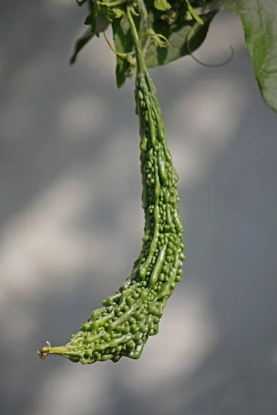 Momordica charantia, bitter melon — Stock Photo, Image