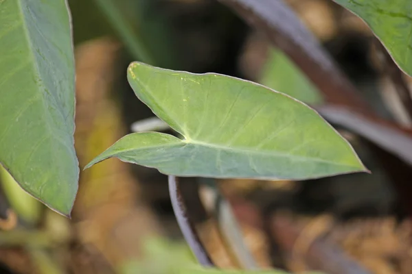 Foglie di taro, Colocasia esculenta — Foto Stock