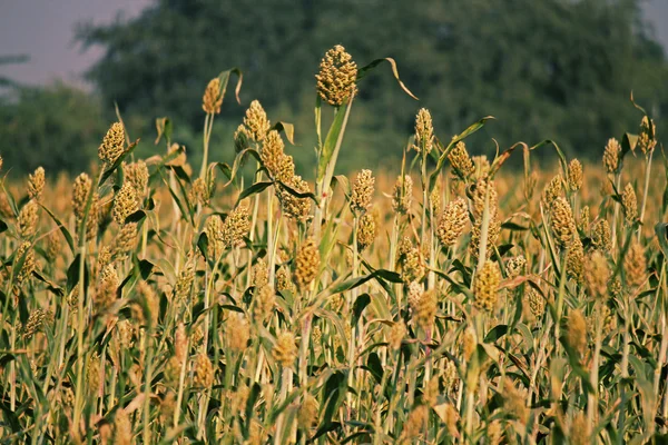 Sorghum bicolor field — Stock fotografie