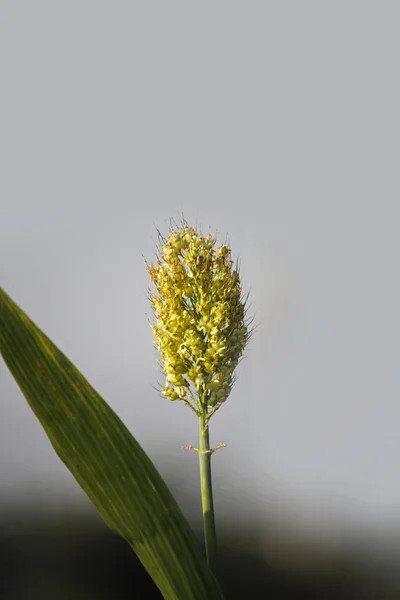 Cultivo bicolor de sorgo —  Fotos de Stock