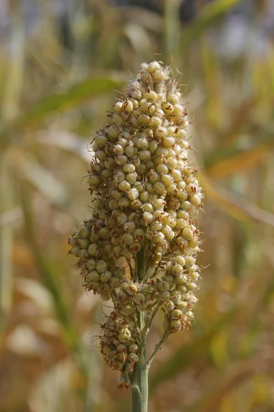 Sorghum bicolor oříznutí — Stock fotografie