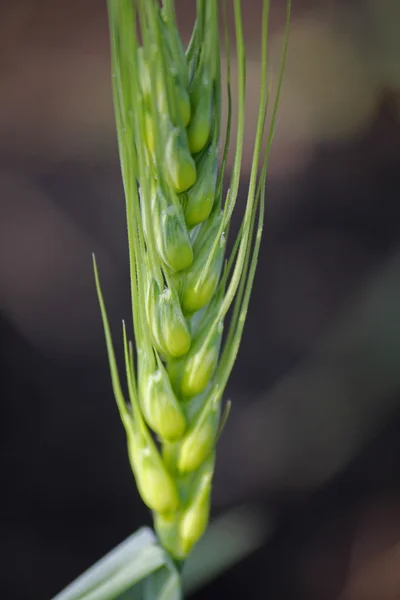 年轻的小麦作物领域 — 图库照片