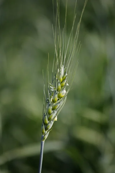 Young wheat crop in a field — Stock Photo, Image