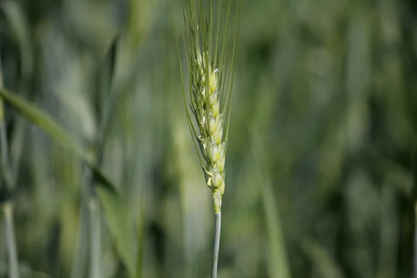 Młoda pszenica uprawy w polu — Zdjęcie stockowe