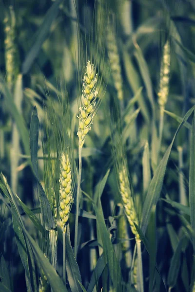 Mladá pšenice plodin v poli — Stock fotografie
