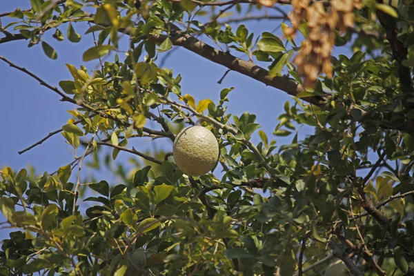 Limonia acidissima — Stockfoto