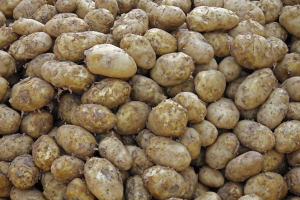 Patate crude, Solanum tuberosum L — Foto Stock