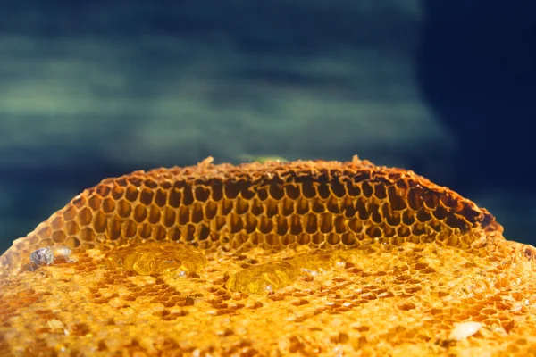 Honigwaben voller Honig — Stockfoto
