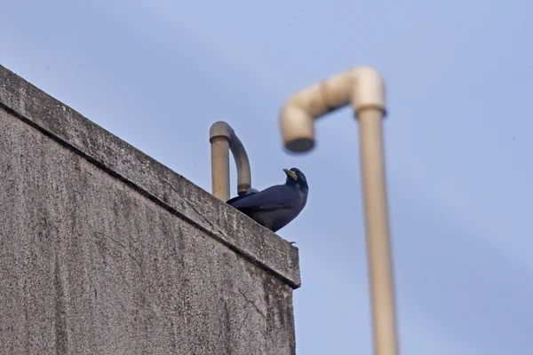 Cuervo de la casa, Corvus splendens — Foto de Stock